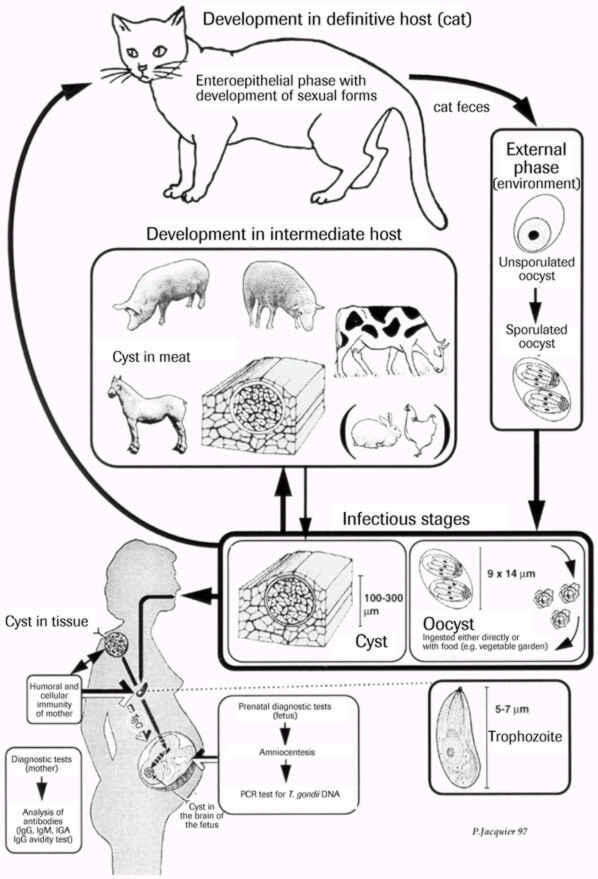 Bagi calon Ibu MASUK dan PAHAMI Toxoplasma
