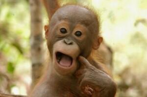 kejadian Aneh di twitter