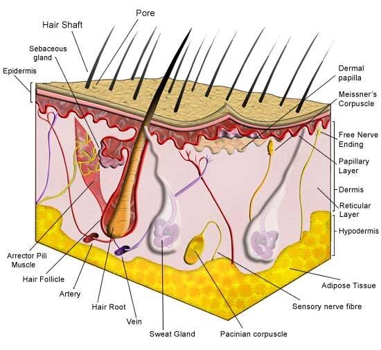 Aktivitas Yang Dilakukan Organ Tubuh Saat Agan Tidur