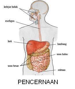 Aktivitas Yang Dilakukan Organ Tubuh Saat Agan Tidur