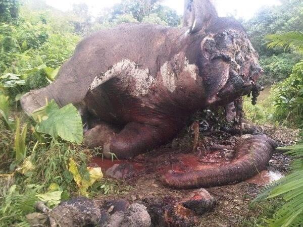 Kasian banget nasib nih gajah gan, bayangin kalo ente yang diginiin!!!!