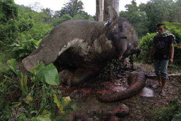 Presiden SBY: Usut Kematian Gajah di Aceh Jaya (pict+++)