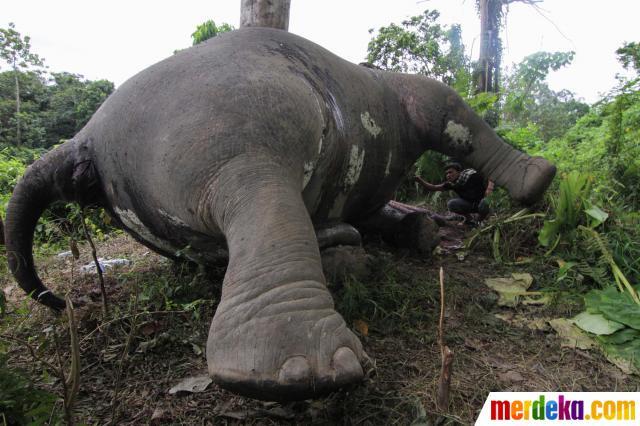 Presiden SBY: Usut Kematian Gajah di Aceh Jaya (pict+++)