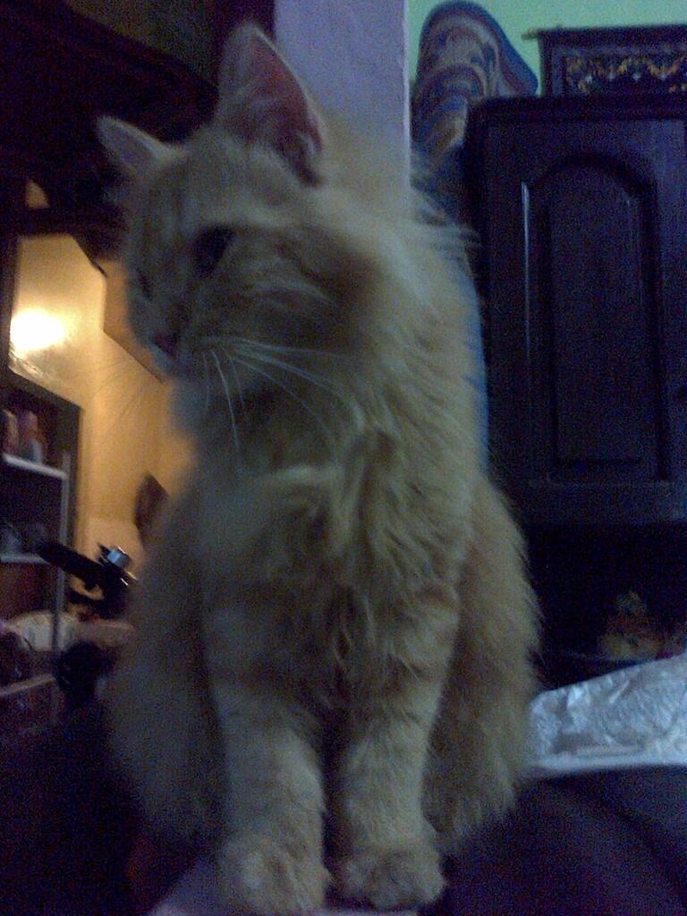 Terjual Persia atau anggora murah (ane salah beli kucing 