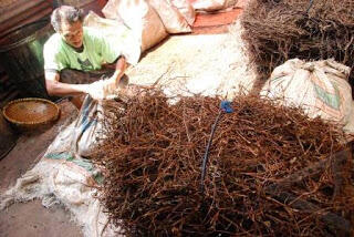 &#91; PROSES PEMBUATAN CINCAU HITAM &#93; yang hobi makan cincau masuk ..!!!