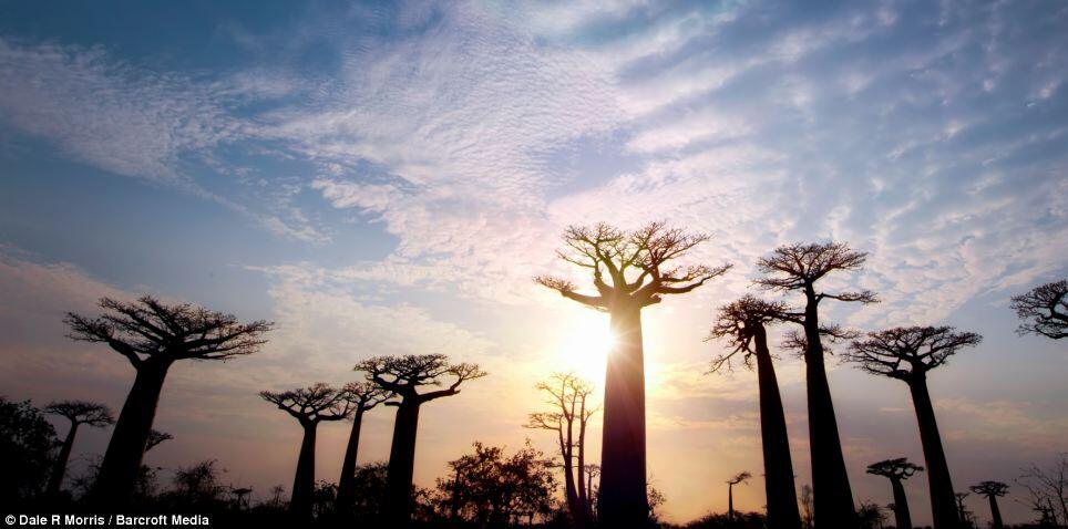 Keindahan Pulau Madagaskar dan spesies uniknya ditangan seorang fotografer.