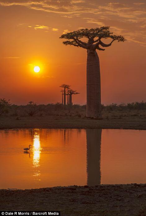 Keindahan Pulau Madagaskar dan spesies uniknya ditangan seorang fotografer.