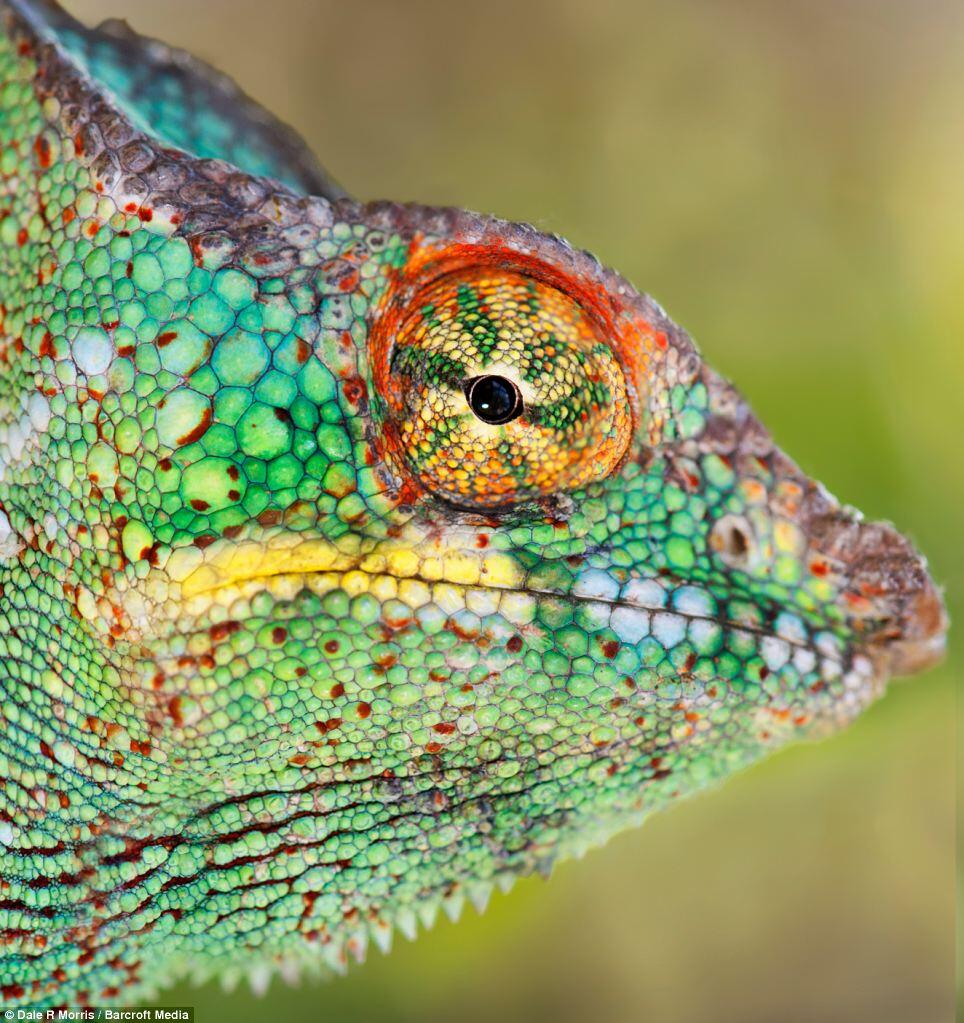 Keindahan Pulau Madagaskar dan spesies uniknya ditangan seorang fotografer.