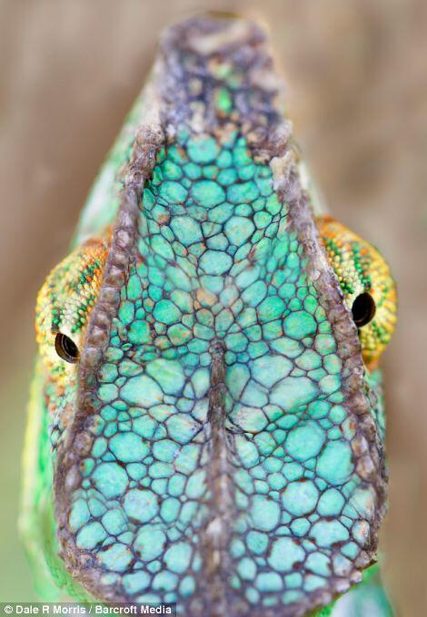 Keindahan Pulau Madagaskar dan spesies uniknya ditangan seorang fotografer.