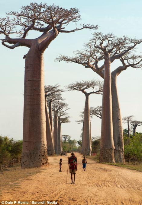 Keindahan Pulau Madagaskar dan spesies uniknya ditangan seorang fotografer.