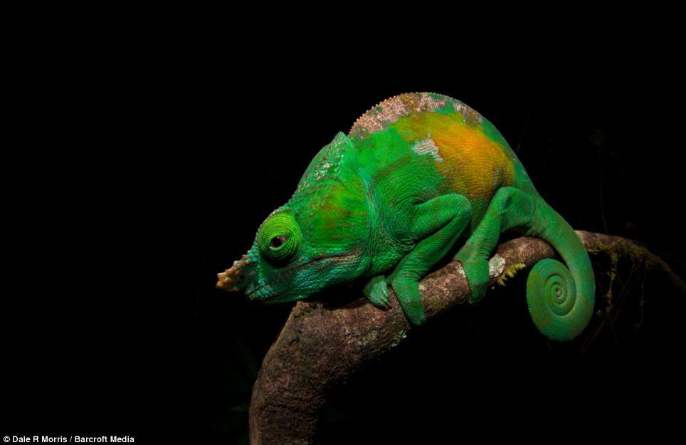 Keindahan Pulau Madagaskar dan spesies uniknya ditangan seorang fotografer.