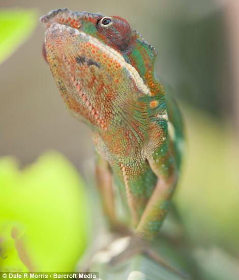 Keindahan Pulau Madagaskar dan spesies uniknya ditangan seorang fotografer.