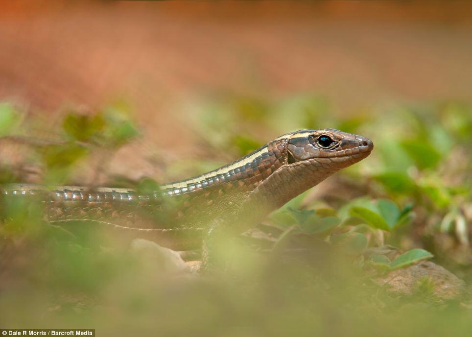 Keindahan Pulau Madagaskar dan spesies uniknya ditangan seorang fotografer.