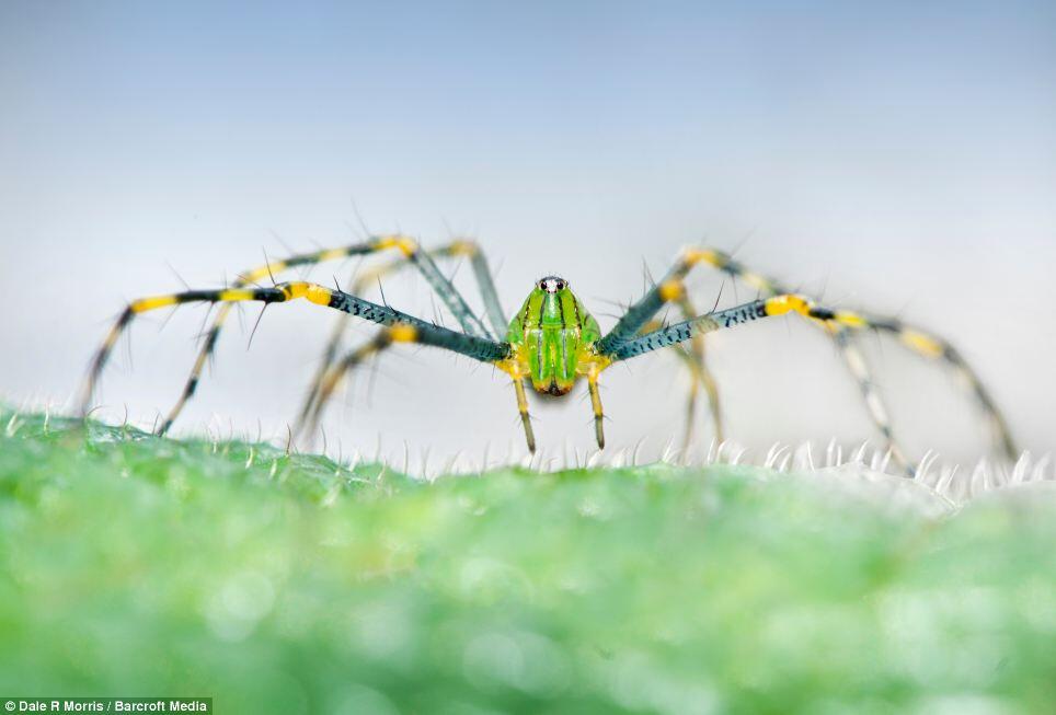 Keindahan Pulau Madagaskar dan spesies uniknya ditangan seorang fotografer.