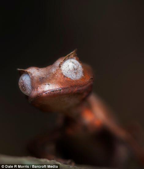 Keindahan Pulau Madagaskar dan spesies uniknya ditangan seorang fotografer.