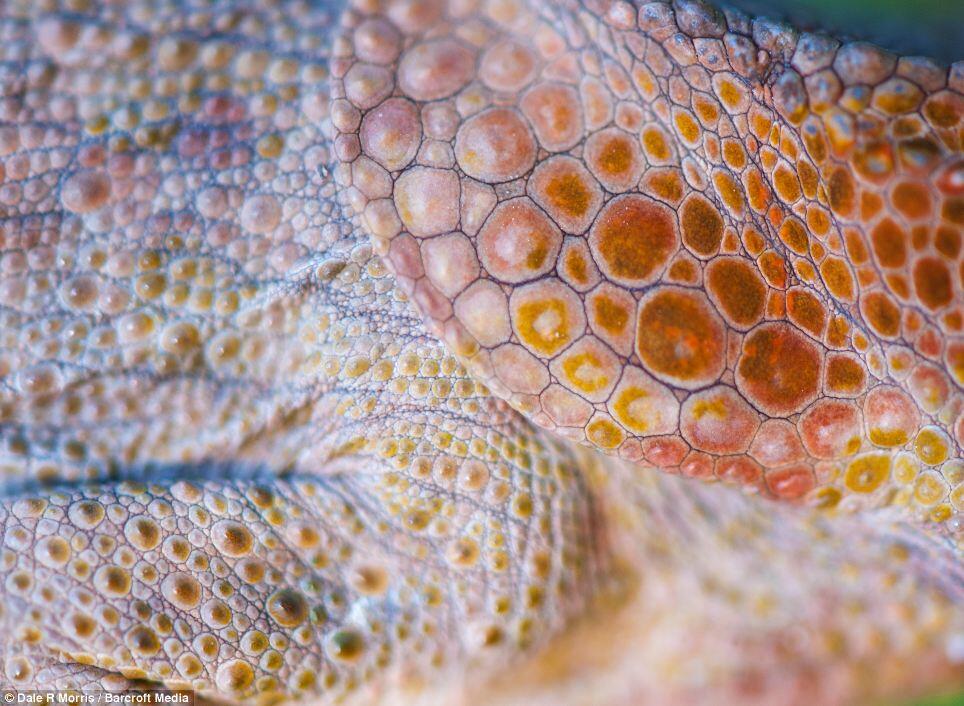 Keindahan Pulau Madagaskar dan spesies uniknya ditangan seorang fotografer.