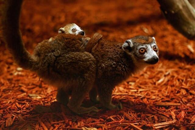 Keindahan Pulau Madagaskar dan spesies uniknya ditangan seorang fotografer.