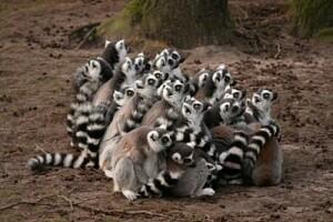 Keindahan Pulau Madagaskar dan spesies uniknya ditangan seorang fotografer.