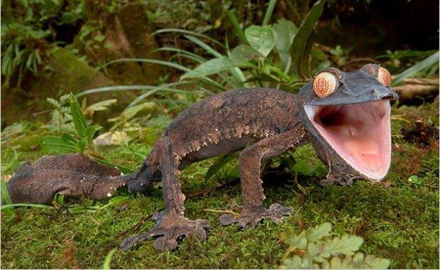 Keindahan Pulau Madagaskar dan spesies uniknya ditangan seorang fotografer.