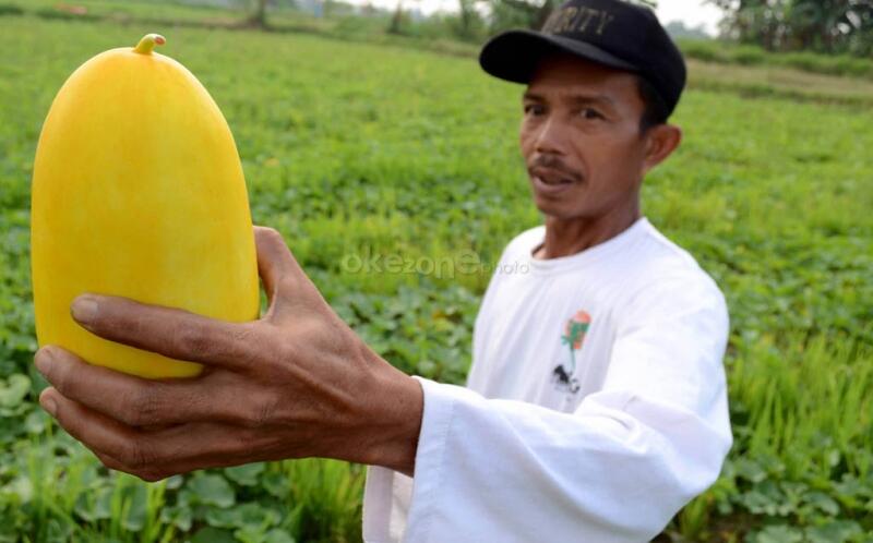 Minion versi indonesia gan Ngakak!