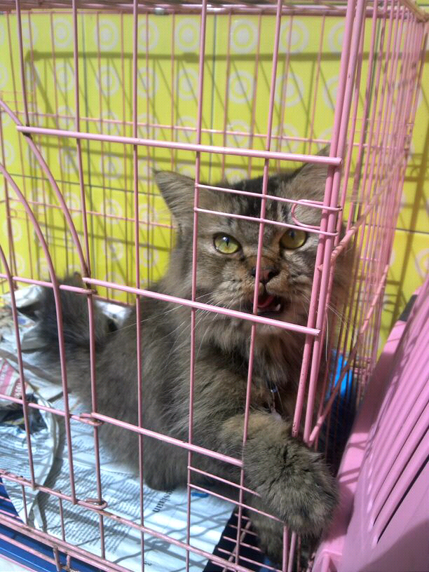 Kucing persia jantan 6 bulan
