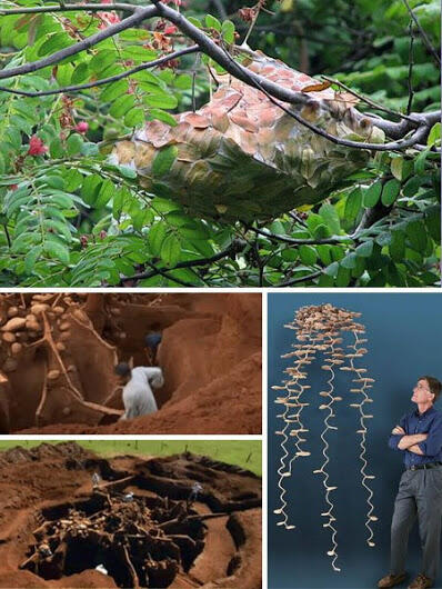 Arsitektur luar biasa yang dibuat oleh binatang