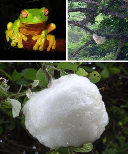 Arsitektur luar biasa yang dibuat oleh binatang