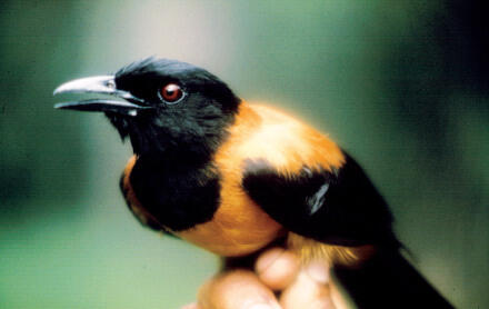 Burung-burung beracun dari Tanah Papua