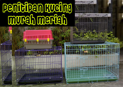 Penitipan Kucing Tempat