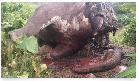 Kisah Raju, seekor Gajah Sumatra yang ditemukan sendiri di hutan tanpa induk