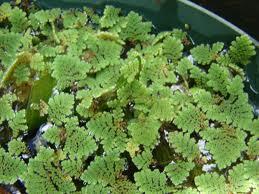 Ganggang Azolla,protein tinggi untuk peliharaan kita