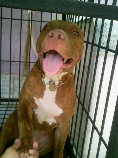 JUAL KALUNG RANTAI ANJING STAINLESS STEEL PUPPIES BIAR KECIL TETEP SANGAR !!!