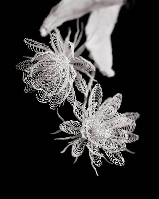 Honebana bunga cantik dari tulang binatang