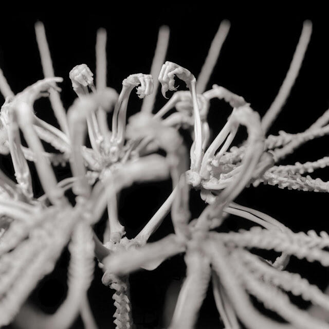 Honebana bunga cantik dari tulang binatang