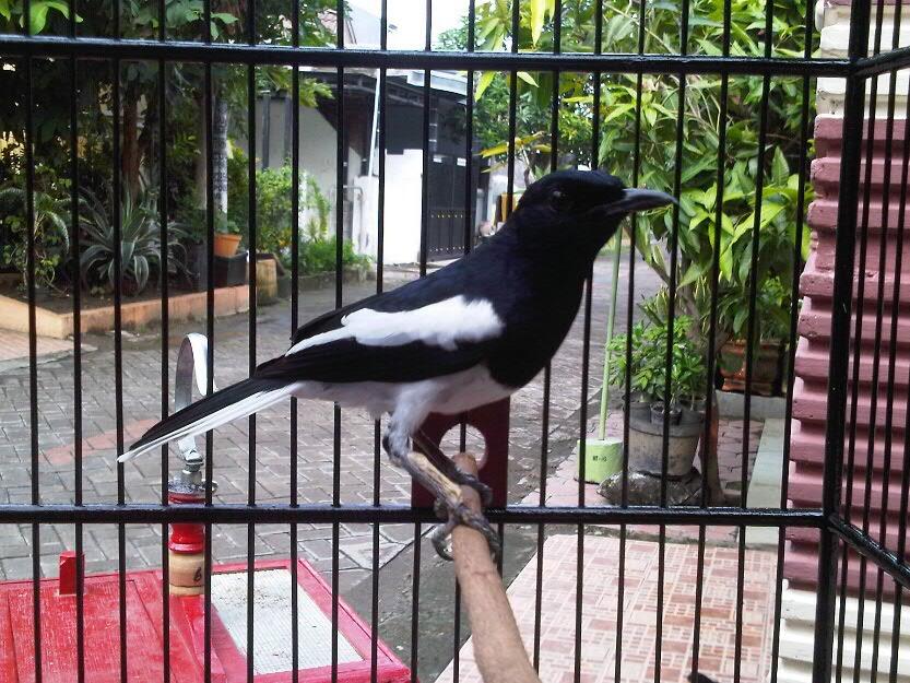 Burung Kicau Paling Populer Di Indonesia