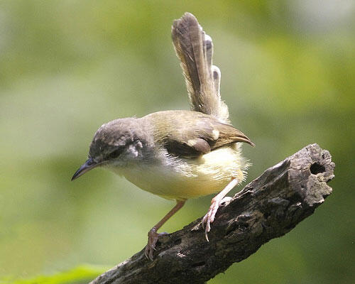 Burung Kicau Paling Populer Di Indonesia