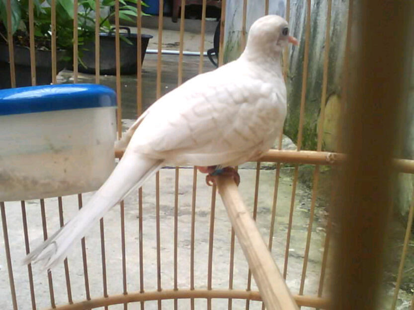 Burung Kicau Paling Populer Di Indonesia