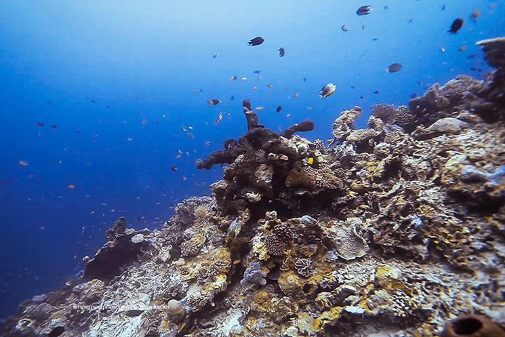 Mencari Surga di Pulau Tomia, Taman Nasional WAKATOBI 