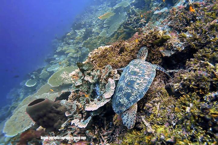 Mencari Surga di Pulau Tomia, Taman Nasional WAKATOBI 