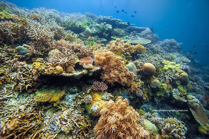 Mencari Surga di Pulau Tomia, Taman Nasional WAKATOBI 