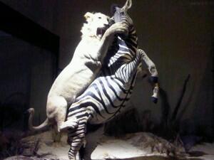 Museum Satwa