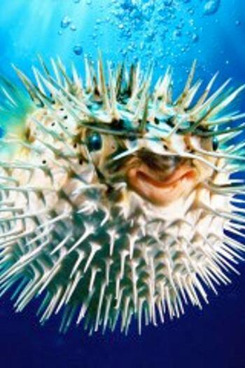 7 Racun Hewan yang Berpotensi Jadi Obat di Masa Depan