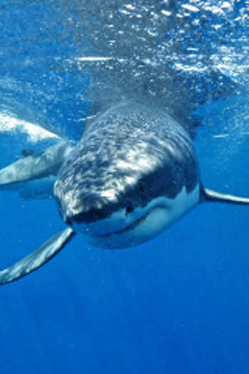 7 Racun Hewan yang Berpotensi Jadi Obat di Masa Depan