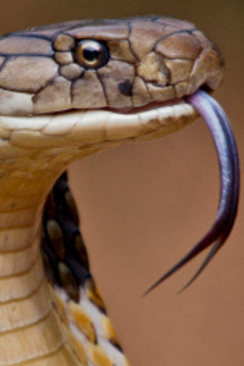 7 Racun Hewan yang Berpotensi Jadi Obat di Masa Depan