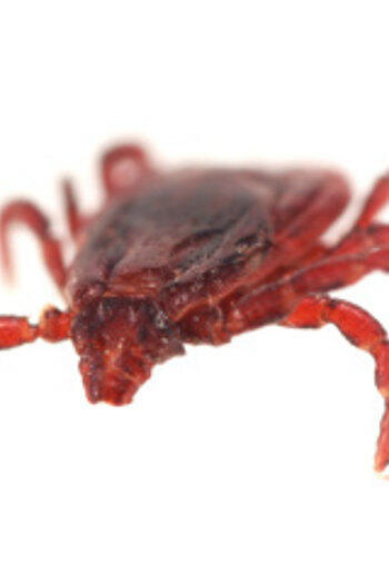 7 Racun Hewan yang Berpotensi Jadi Obat di Masa Depan