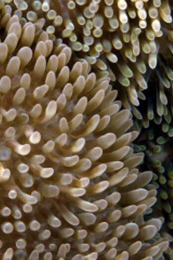 7 Racun Hewan yang Berpotensi Jadi Obat di Masa Depan