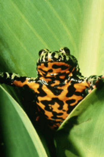 7 Racun Hewan yang Berpotensi Jadi Obat di Masa Depan