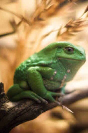 7 Racun Hewan yang Berpotensi Jadi Obat di Masa Depan