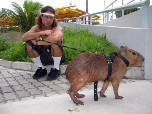 siapa pemain JackAss favorite agan