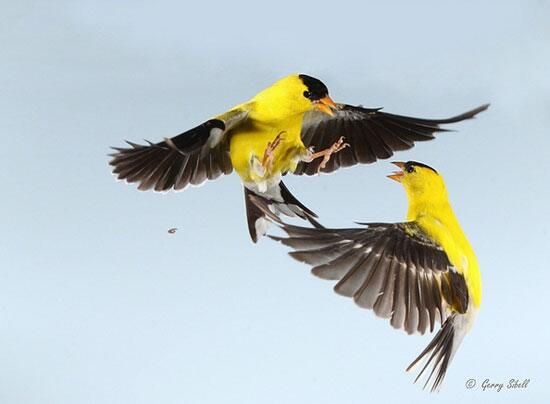 Unik, Foto Burung Asli yang Terlihat Seperti Tipuan